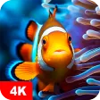 Fish Wallpapers 4K