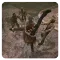 Fight Survive