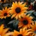 Flower Wallpapers 2024