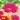 Flower Wallpapers 4K