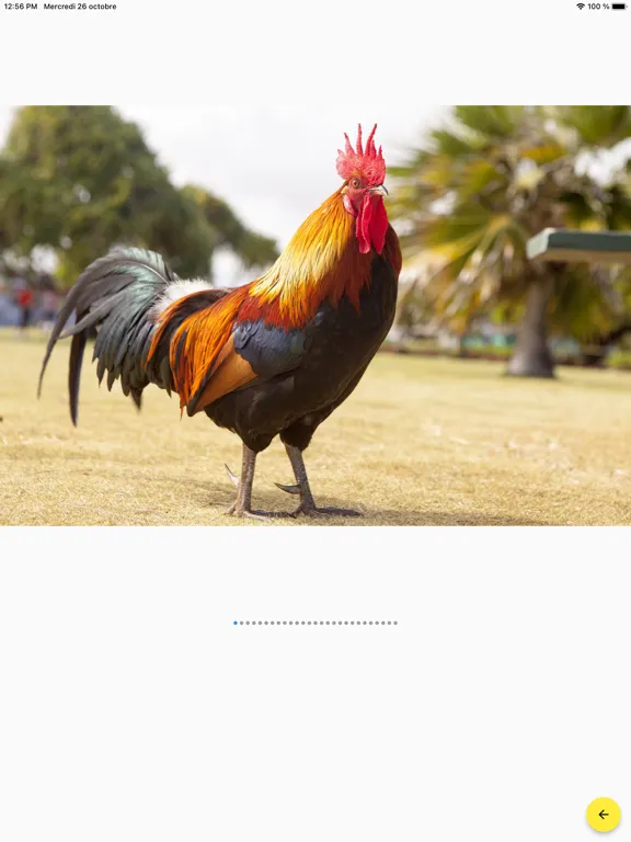 Imagier animaux iPad  Screenshots