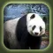 Can You Escape Baby Panda Games