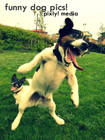 Funny Dog Pics! iPad  스크린샷
