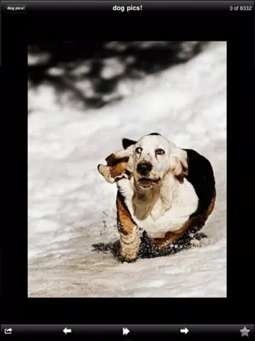 Funny Dog Pics! iPad  스크린샷