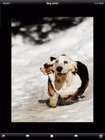 Funny Dog Pics! iPad 应用截图