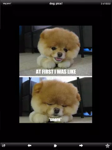 Funny Dog Pics! iPad  스크린샷