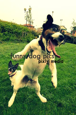 Funny Dog Pics! 스크린샷