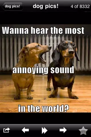 Funny Dog Pics! 스크린샷