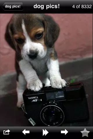 Funny Dog Pics! 스크린샷