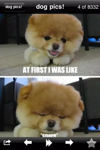 Funny Dog Pics! 스크린샷