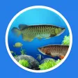 魚樂圈