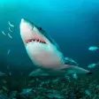 White shark cage-diving White shark cage-diving