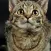 Cat Breeds Wallpapers