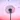 Dandelion Wallpapers