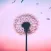 Dandelion Wallpapers