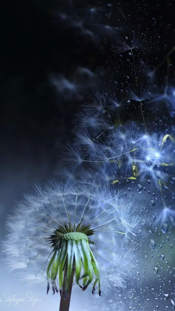 تصاویر Dandelion Wallpapers