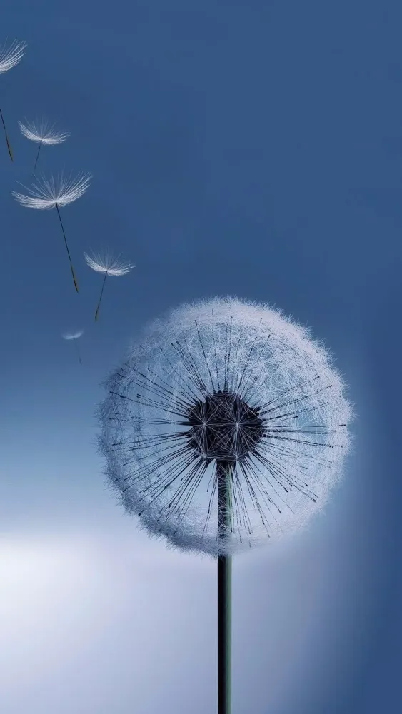 تصاویر Dandelion Wallpapers