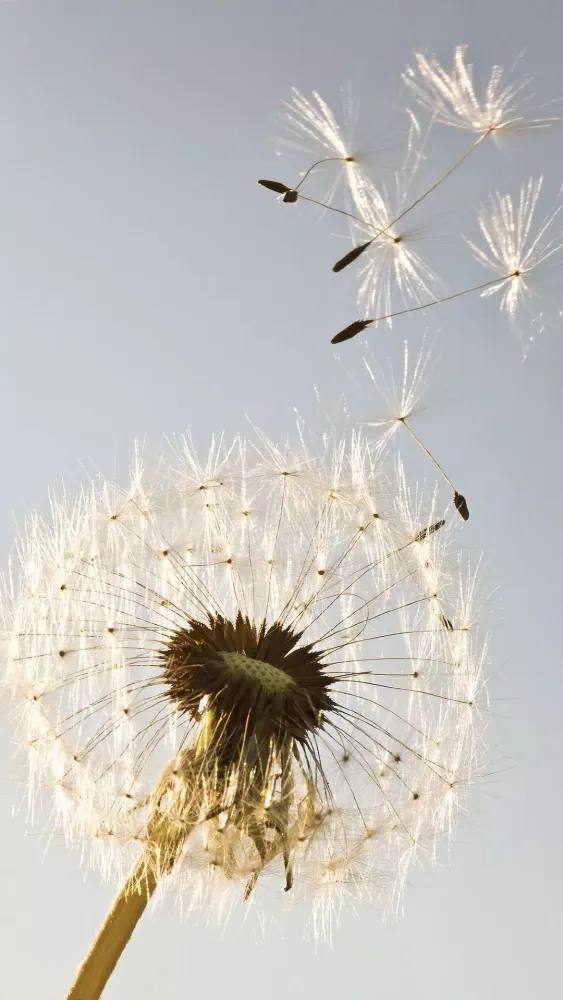 تصاویر Dandelion Wallpapers