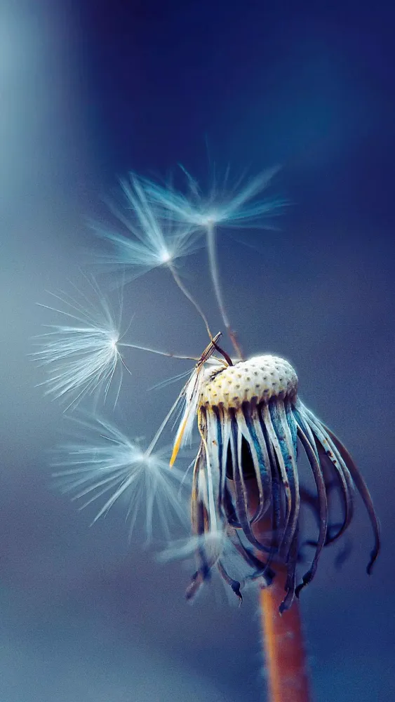 تصاویر Dandelion Wallpapers