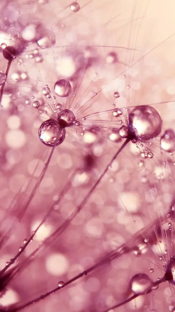 تصاویر Dandelion Wallpapers