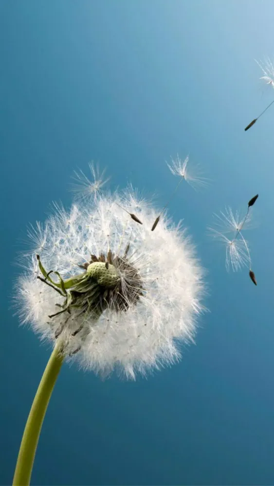 تصاویر Dandelion Wallpapers
