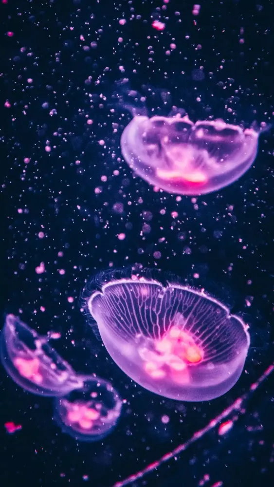 Capturas de pantalla de Jellyfish Wallpapers