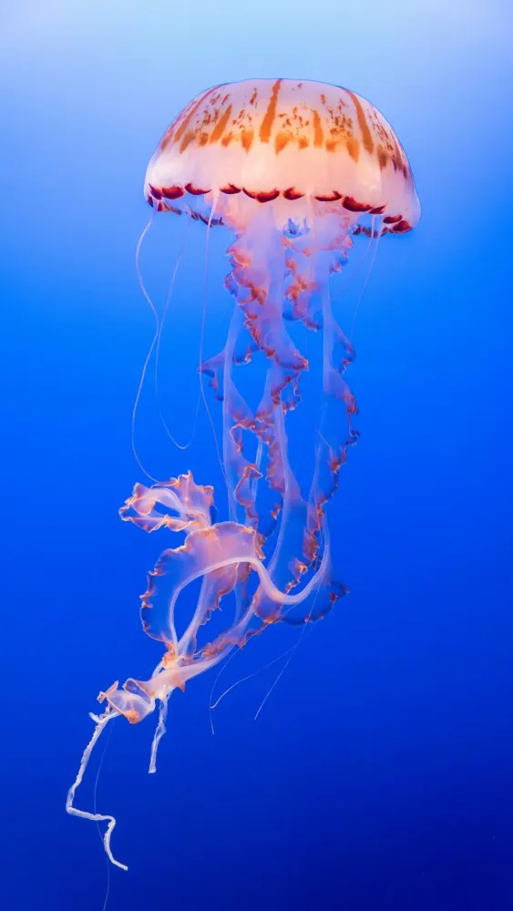 Capturas de pantalla de Jellyfish Wallpapers