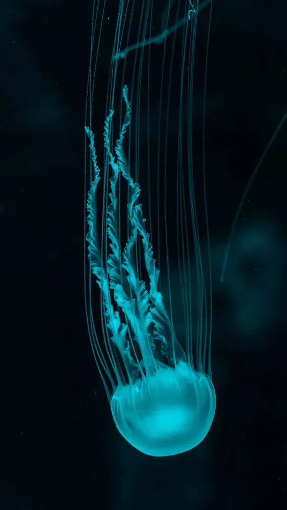 Capturas de pantalla de Jellyfish Wallpapers
