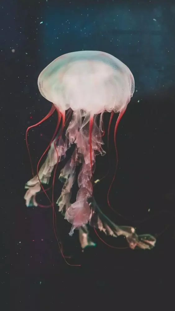 Capturas de pantalla de Jellyfish Wallpapers