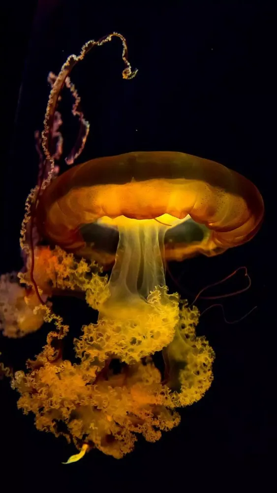 Capturas de pantalla de Jellyfish Wallpapers