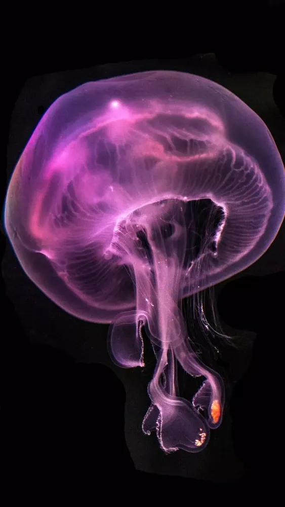 Capturas de pantalla de Jellyfish Wallpapers