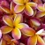 Plumeria Wallpapers