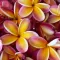Plumeria Wallpapers