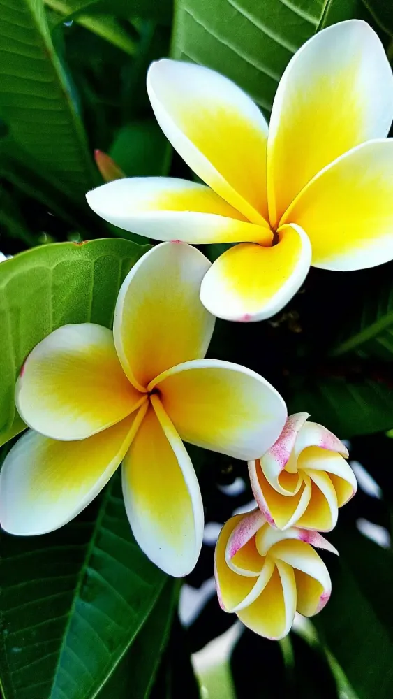Plumeria Wallpapers Screenshots