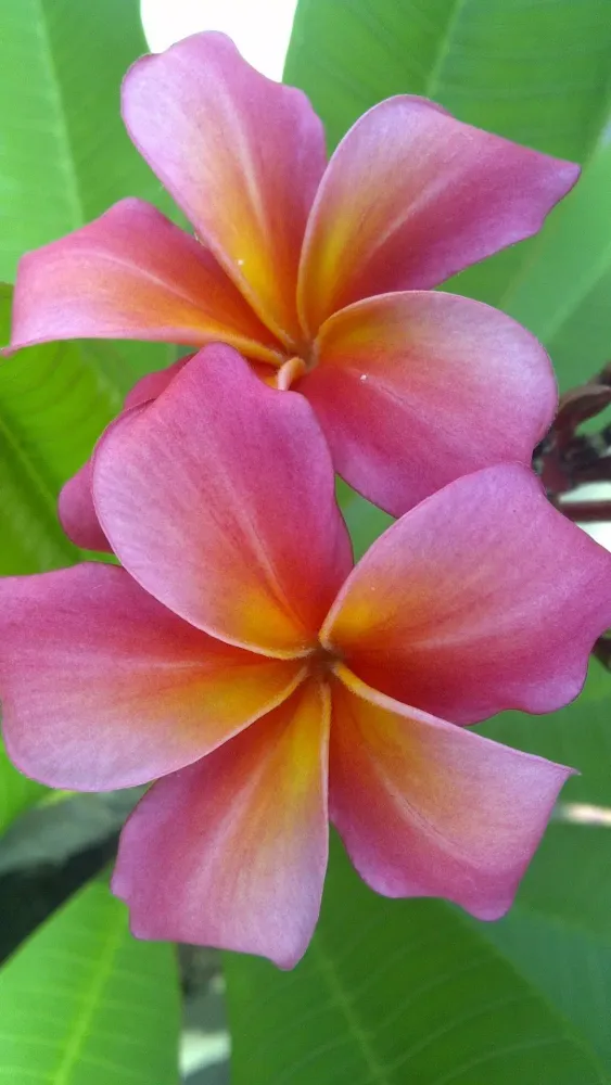 Plumeria Wallpapers Screenshots