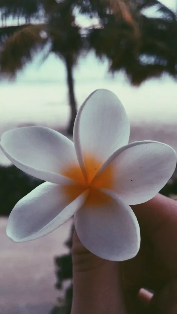 Plumeria Wallpapers Screenshots