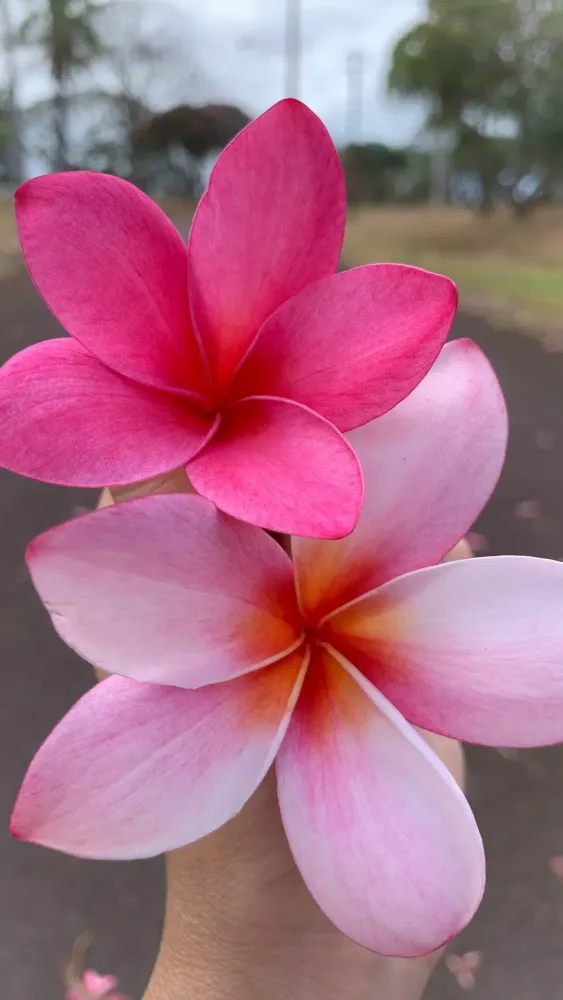 Plumeria Wallpapers Screenshots