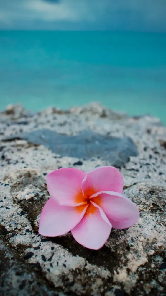 Plumeria Wallpapers Screenshots