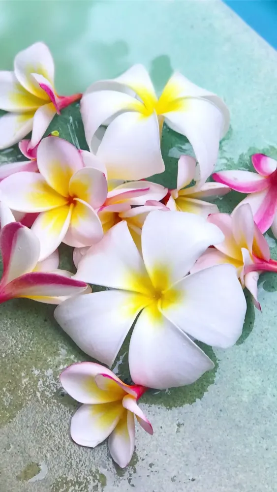 Plumeria Wallpapers Screenshots