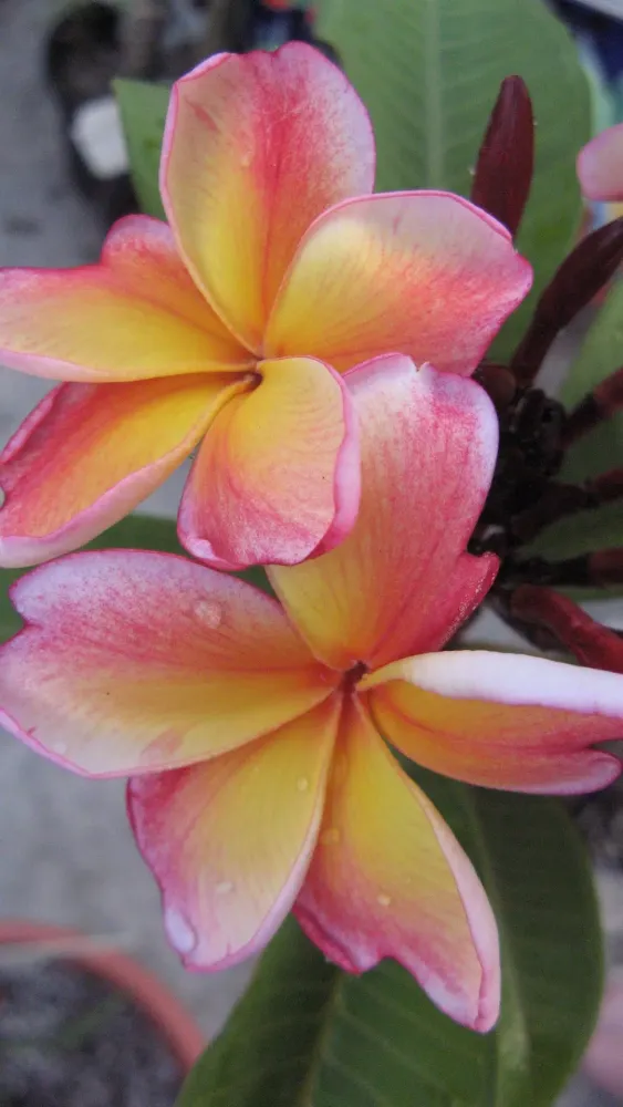 Plumeria Wallpapers Screenshots