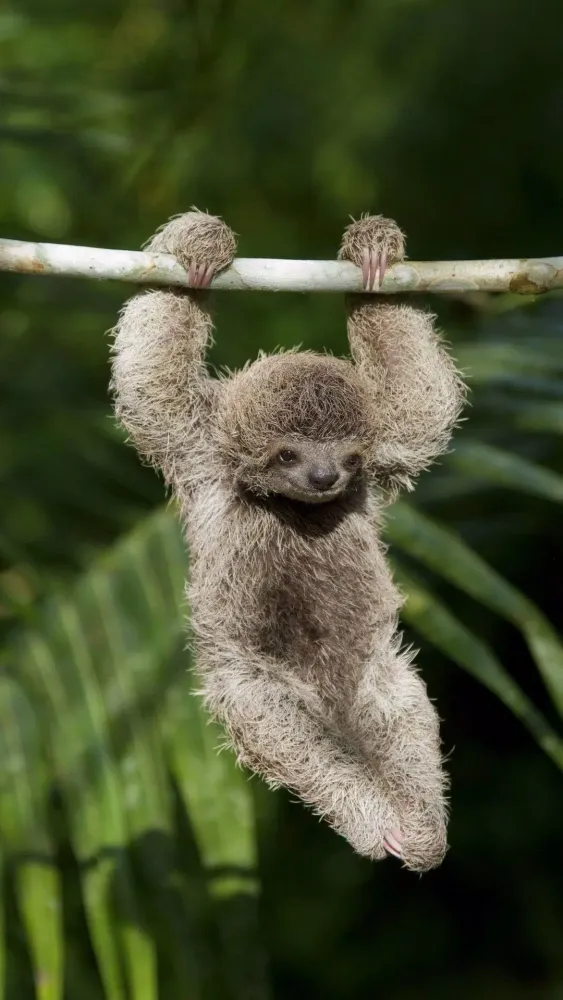 Sloth Wallpapers Ekran Görüntüleri
