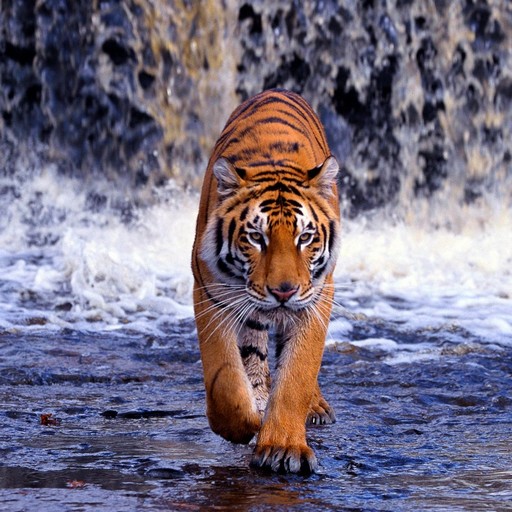 Tiger Wallpapers