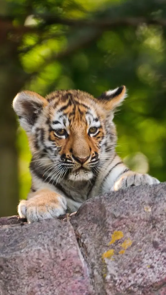 Tiger Wallpapers Ekran Görüntüleri