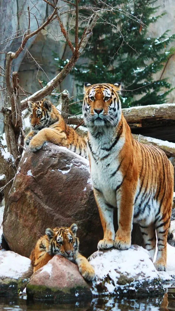 Tiger Wallpapers Ekran Görüntüleri