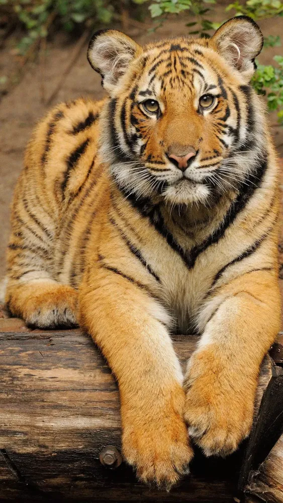 Tiger Wallpapers Ekran Görüntüleri