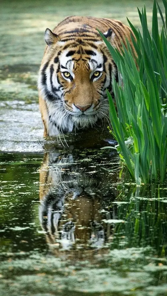 Tiger Wallpapers Ekran Görüntüleri