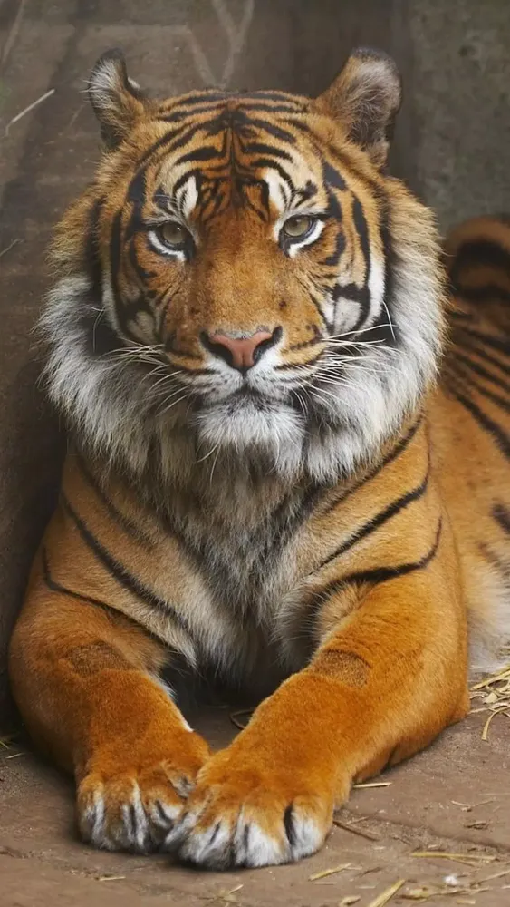 Tiger Wallpapers Ekran Görüntüleri