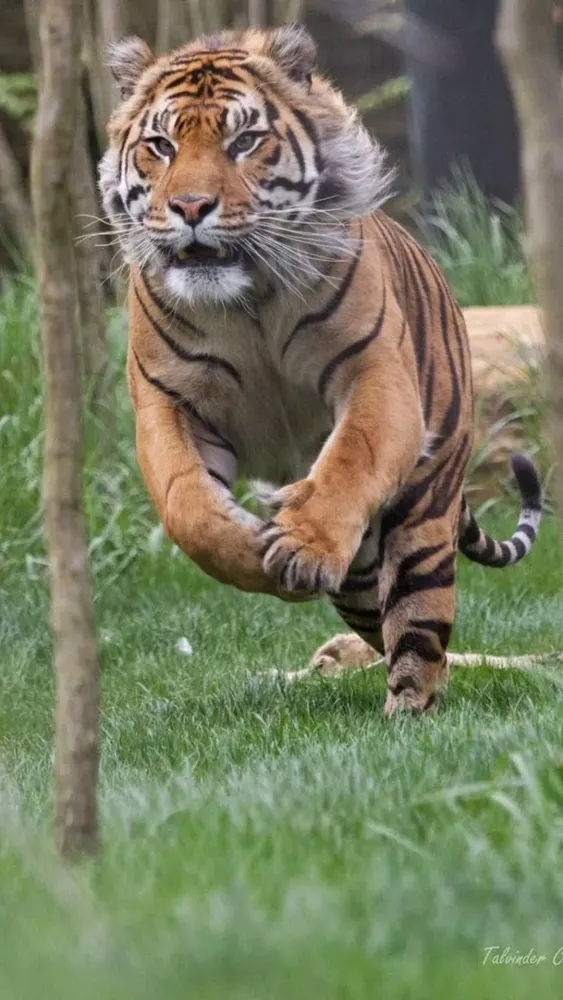 Tiger Wallpapers Ekran Görüntüleri