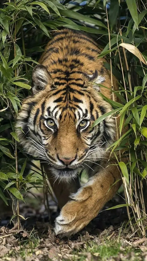 Tiger Wallpapers Ekran Görüntüleri