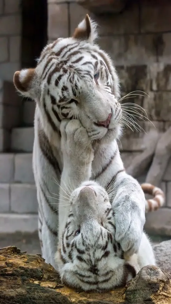 Tiger Wallpapers Ekran Görüntüleri